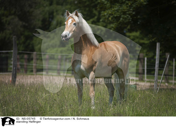 stehender Haflinger / standing Haflinger / NS-05745