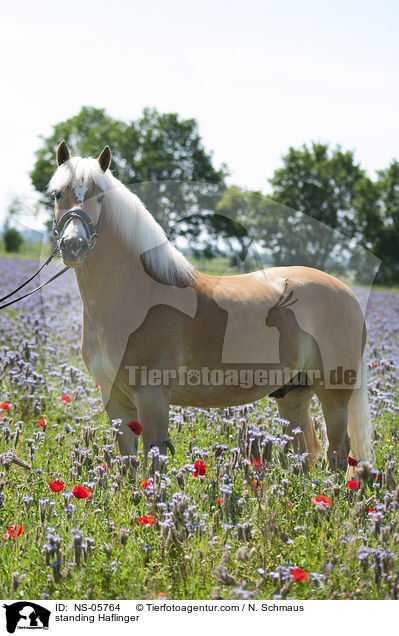 stehender Haflinger / standing Haflinger / NS-05764