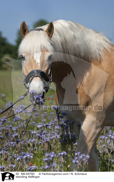 stehender Haflinger / standing Haflinger / NS-05780