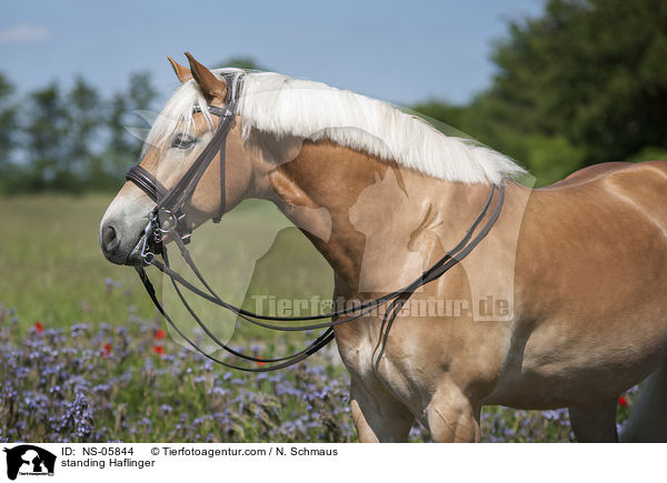 stehender Haflinger / standing Haflinger / NS-05844