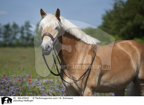 stehender Haflinger / standing Haflinger / NS-05845