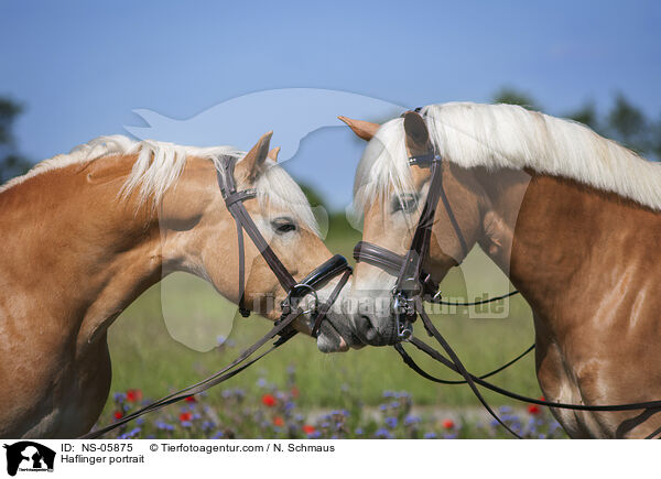 Haflinger Portrait / Haflinger portrait / NS-05875