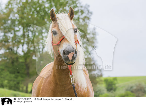 Haflinger Portrait / Haflinger portrait / SST-20332