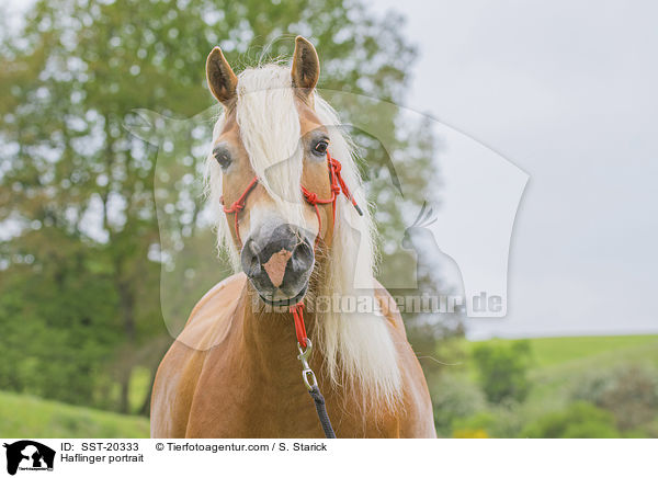 Haflinger Portrait / Haflinger portrait / SST-20333