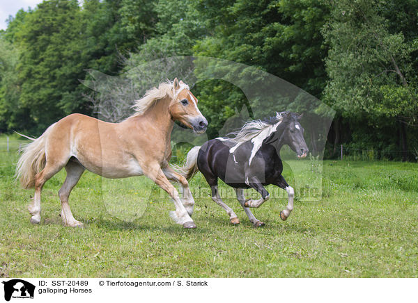 galoppierende Pferde / galloping Horses / SST-20489