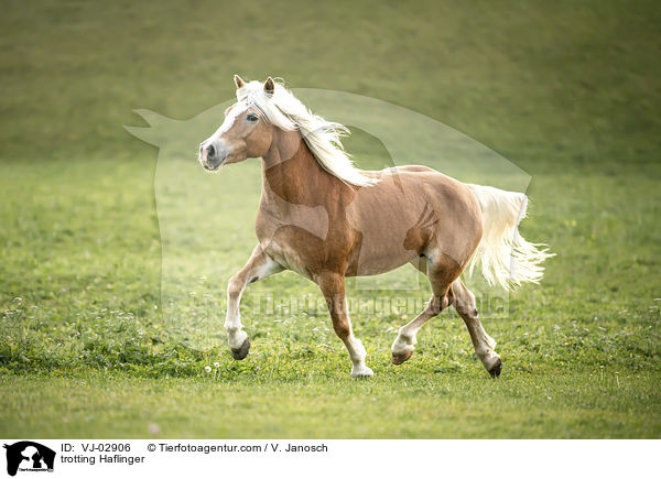 trabender Haflinger / trotting Haflinger / VJ-02906