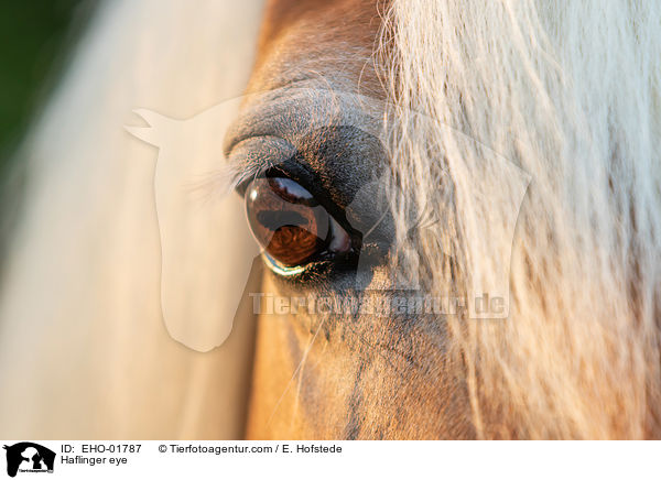 Haflinger eye / EHO-01787