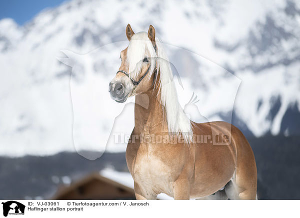 Haflinger Hengst Portrait / Haflinger stallion portrait / VJ-03061