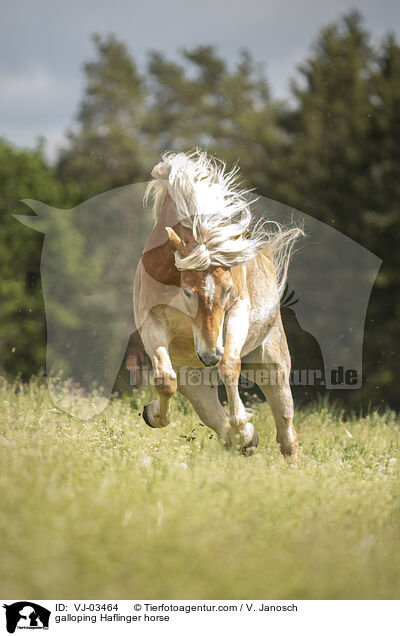 galloping Haflinger horse / VJ-03464