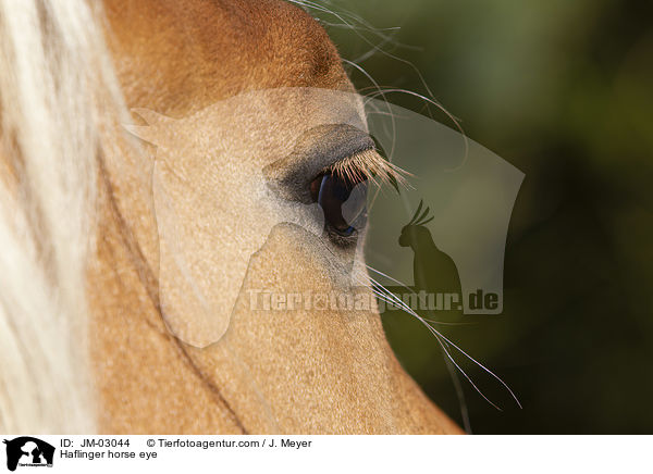 Haflinger horse eye / JM-03044