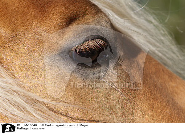 Haflinger Auge / Haflinger horse eye / JM-03048