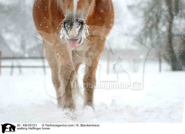 laufender Haflinger / walking Haflinger horse / KB-05121