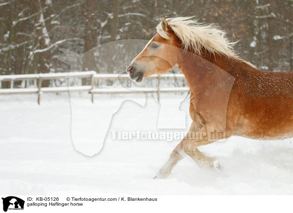 galoppierender Haflinger / galloping Haflinger horse / KB-05126