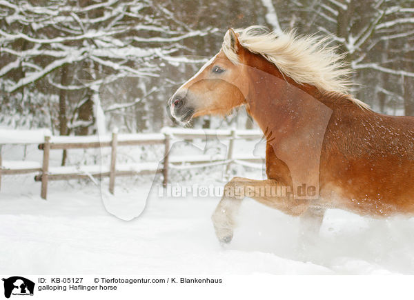 galoppierender Haflinger / galloping Haflinger horse / KB-05127