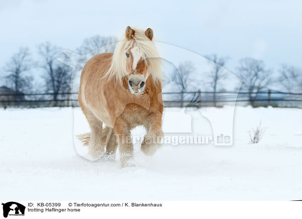 trabender Haflinger / trotting Haflinger horse / KB-05399