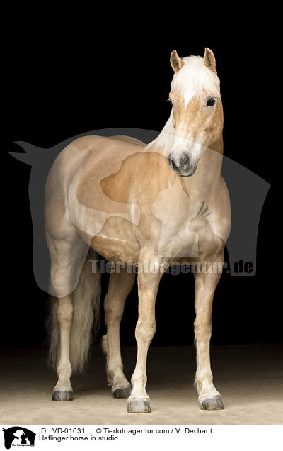 Haflinger im Studio / Haflinger horse in studio / VD-01031