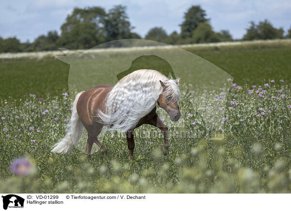 Haflinger stallion / VD-01299