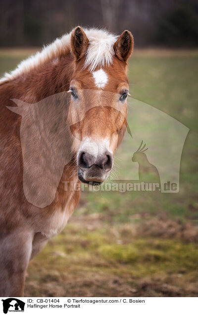 Haflinger Portrait / Haflinger Horse Portrait / CB-01404