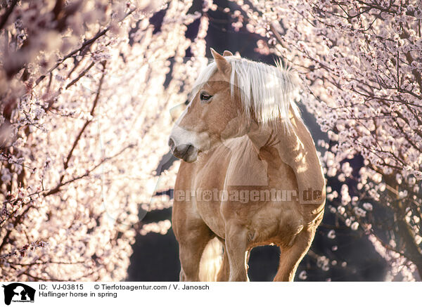 Haflinger im Frhling / Haflinger horse in spring / VJ-03815