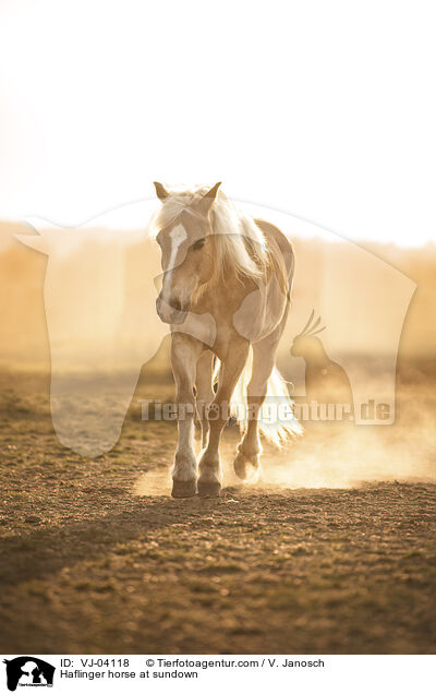 Haflinger im Sonnenuntergang / Haflinger horse at sundown / VJ-04118