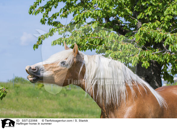 Haflinger im Sommer / Haflinger horse in summer / SST-22068