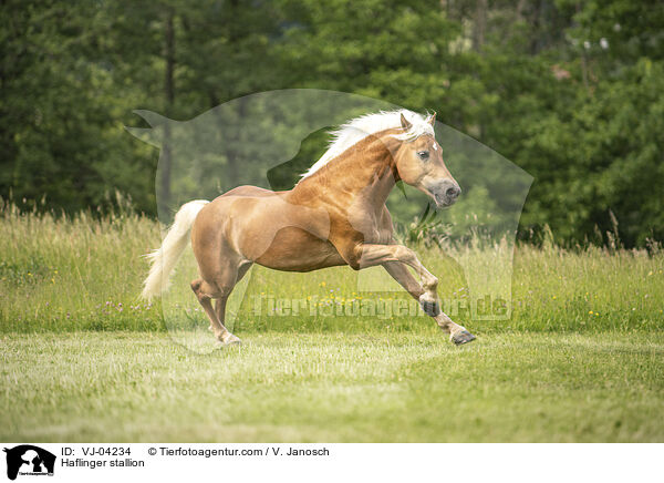Haflinger Hengst / Haflinger stallion / VJ-04234