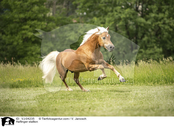 Haflinger Hengst / Haflinger stallion / VJ-04235