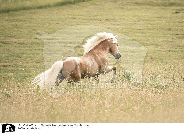 Haflinger Hengst / Haflinger stallion / VJ-04239