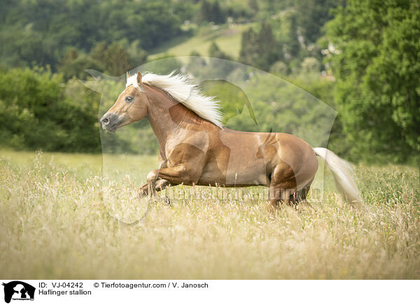 Haflinger Hengst / Haflinger stallion / VJ-04242