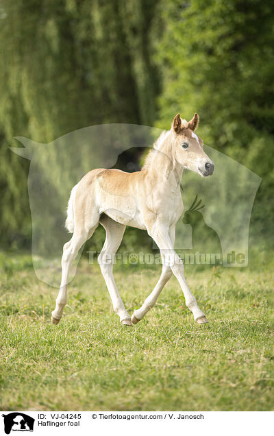 Haflinger Fohlen / Haflinger foal / VJ-04245