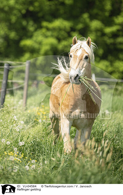 Haflinger Wallach / Haflinger gelding / VJ-04584