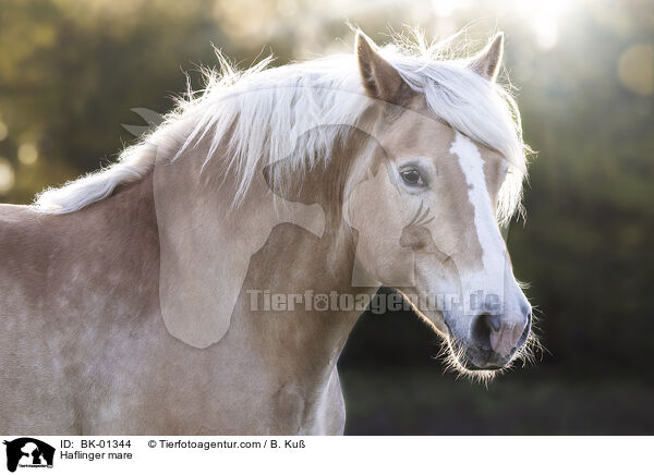 Haflinger Stute / Haflinger mare / BK-01344