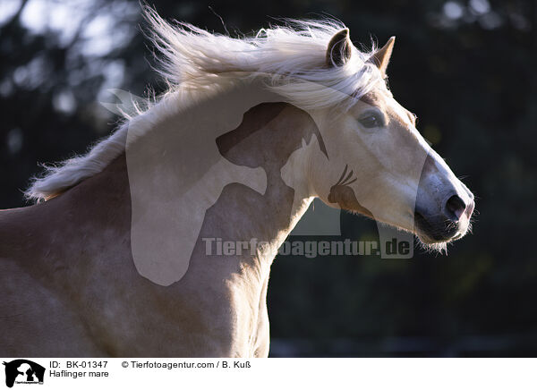 Haflinger Stute / Haflinger mare / BK-01347