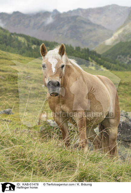 Haflinger / Haflinger horse / KAB-01478