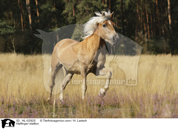Haflinger Hengst / Haflinger stallion / HL-02925