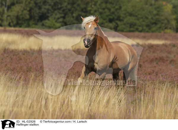 Haflinger stallion / HL-02926