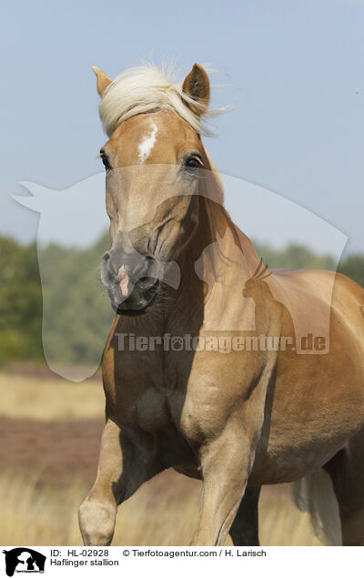 Haflinger Hengst / Haflinger stallion / HL-02928