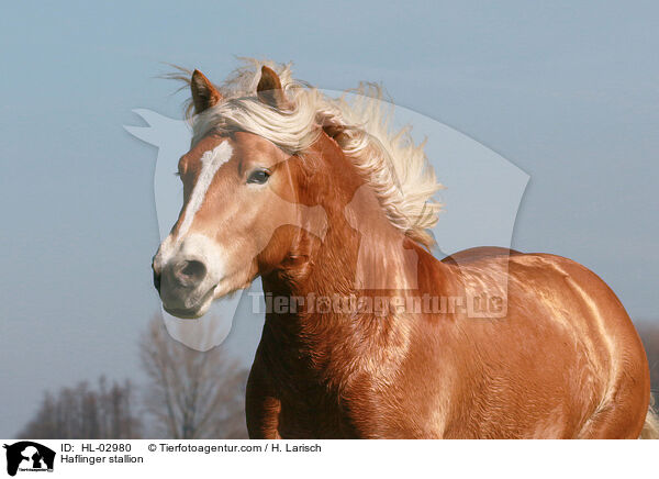 Haflinger Hengst / Haflinger stallion / HL-02980
