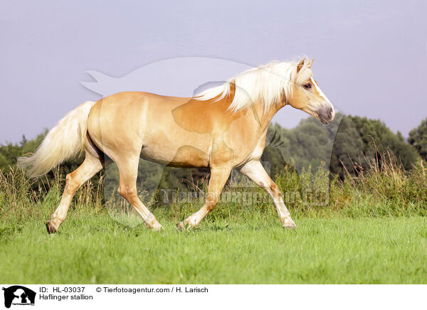 Haflinger Hengst / Haflinger stallion / HL-03037