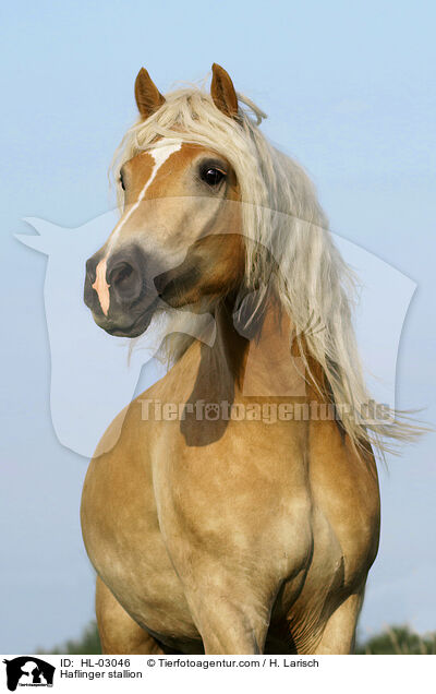 Haflinger Hengst / Haflinger stallion / HL-03046