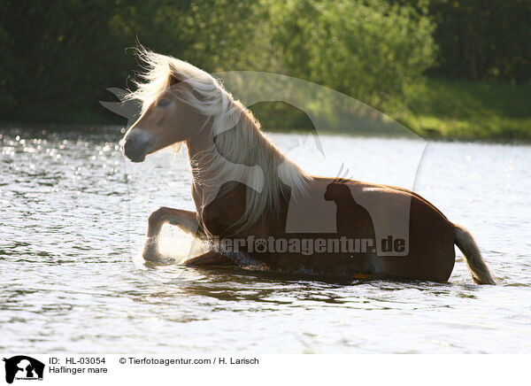 Haflinger Stute / Haflinger mare / HL-03054