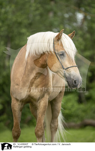 Haflinger Wallach / Haflinger gelding / VJ-05007