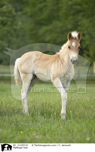 Haflinger Fohlen / Haflinger foal / VJ-05141