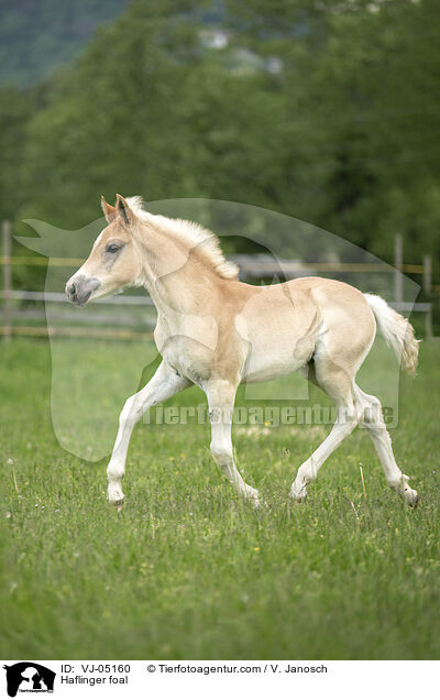 Haflinger Fohlen / Haflinger foal / VJ-05160