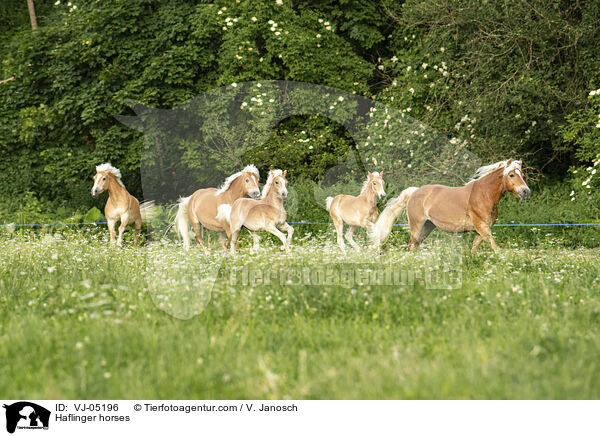 Haflinger horses / VJ-05196