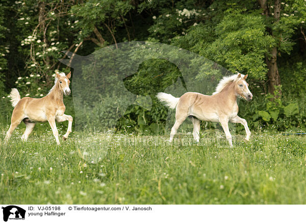 junge Haflinger / young Haflinger / VJ-05198