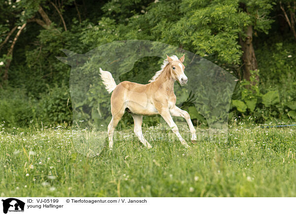 junger Haflinger / young Haflinger / VJ-05199