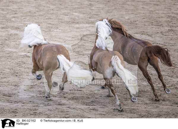 Haflinger / Haflinger / BK-02162