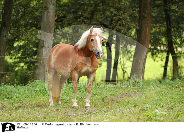 Haflinger / Haflinger / KB-11854