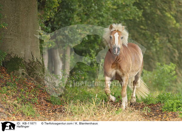 Haflinger / Haflinger / KB-11871